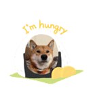 私は木製の犬のように（個別スタンプ：8）