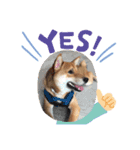 私は木製の犬のように（個別スタンプ：11）