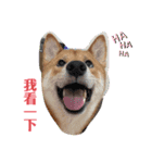 私は木製の犬のように（個別スタンプ：12）