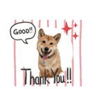 私は木製の犬のように（個別スタンプ：13）