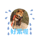 私は木製の犬のように（個別スタンプ：14）