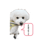 ロン 2020②（個別スタンプ：8）