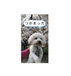 ロン 2020②（個別スタンプ：13）