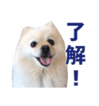ポメラニアンのマロ その3（個別スタンプ：1）