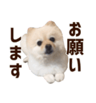 ポメラニアンのマロ その3（個別スタンプ：2）