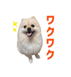 ポメラニアンのマロ その3（個別スタンプ：3）