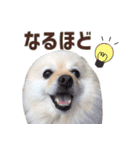 ポメラニアンのマロ その3（個別スタンプ：4）