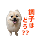 ポメラニアンのマロ その3（個別スタンプ：5）