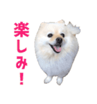 ポメラニアンのマロ その3（個別スタンプ：7）
