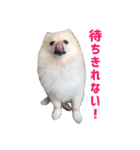 ポメラニアンのマロ その3（個別スタンプ：8）