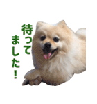 ポメラニアンのマロ その3（個別スタンプ：9）