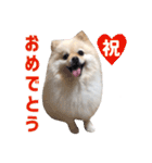 ポメラニアンのマロ その3（個別スタンプ：10）