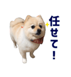 ポメラニアンのマロ その3（個別スタンプ：11）