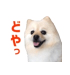 ポメラニアンのマロ その3（個別スタンプ：12）