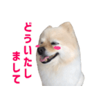 ポメラニアンのマロ その3（個別スタンプ：13）