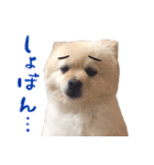 ポメラニアンのマロ その3（個別スタンプ：14）