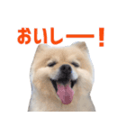 ポメラニアンのマロ その3（個別スタンプ：17）