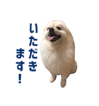 ポメラニアンのマロ その3（個別スタンプ：18）