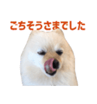 ポメラニアンのマロ その3（個別スタンプ：19）