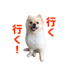 ポメラニアンのマロ その3（個別スタンプ：20）