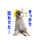 ポメラニアンのマロ その3（個別スタンプ：23）