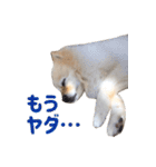 ポメラニアンのマロ その3（個別スタンプ：24）