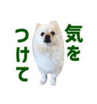 ポメラニアンのマロ その3（個別スタンプ：29）