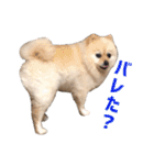 ポメラニアンのマロ その3（個別スタンプ：31）