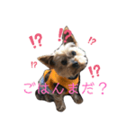 ソラくん ヨーキー 7才（個別スタンプ：6）