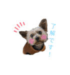 ソラくん ヨーキー 7才（個別スタンプ：12）