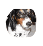 takedaファミリー（個別スタンプ：3）