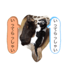 takedaファミリー（個別スタンプ：8）