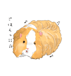 もっともっともるもっと生活（個別スタンプ：36）