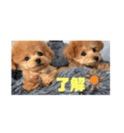きんちゃんぎんちゃんの幼少期スタンプ（個別スタンプ：1）