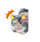 あさむぎ（個別スタンプ：3）