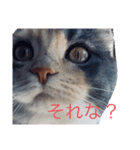 あさむぎ（個別スタンプ：7）