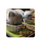 サバトララーメンず2（個別スタンプ：23）