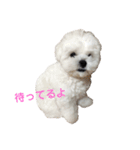 ぼく、たろ。（個別スタンプ：3）
