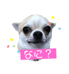 チワワくらぶ（個別スタンプ：1）