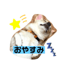 チワワくらぶ（個別スタンプ：2）