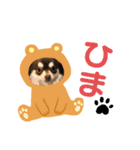 チワワくらぶ（個別スタンプ：4）