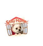 チワワくらぶ（個別スタンプ：6）