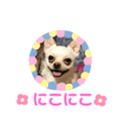 チワワくらぶ（個別スタンプ：7）