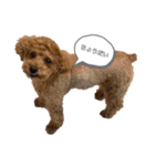 愛犬ラヴちゃん♡（個別スタンプ：1）