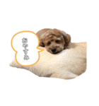 愛犬ラヴちゃん♡（個別スタンプ：3）