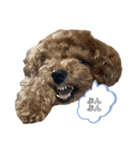 愛犬ラヴちゃん♡（個別スタンプ：10）