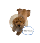 愛犬ラヴちゃん♡（個別スタンプ：11）