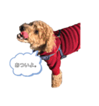 愛犬ラヴちゃん♡（個別スタンプ：12）