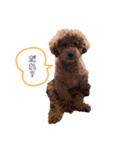 愛犬ラヴちゃん♡（個別スタンプ：16）