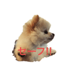 ポメラニアン のぽこ（個別スタンプ：4）